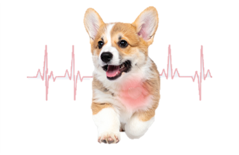 DIGIRAY_EN ARGOS - Vet Monitoring System - 3