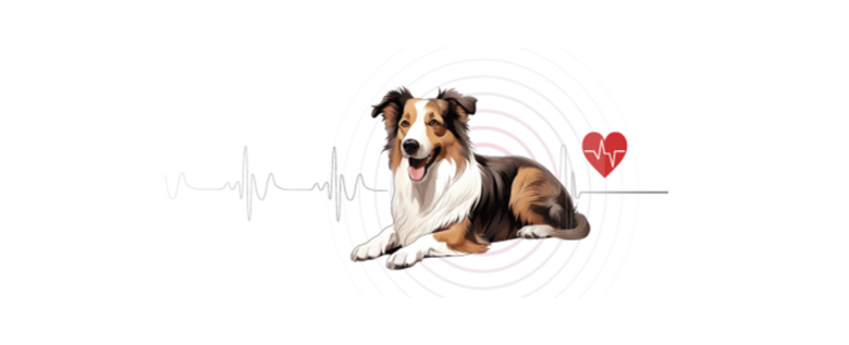 DIGIRAY_EN ARGOS - Vet Monitoring System - 6